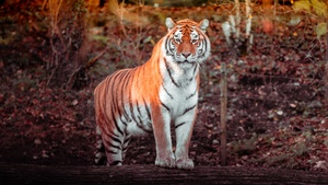 Tiger, Panoramic, Big cat, Carnivore, Predator, Forest, Zoo, Tree Trunks, Daytime, Wildlife, Ultrawide, 4K wallpaper