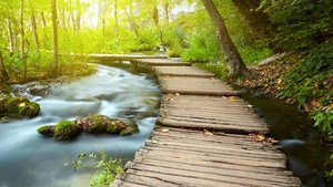 Wooden pier, Forest, Green Trees, Water Stream, Long exposure, Greenery, Woods, Scenery, 4K wallpaper