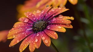 Closeup, Macro, Dew Drops, Selective Focus, Bokeh, Blur background, Vibrant, Blossom, Bloom, Spring, Wet, 4K wallpaper