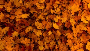 Fallen Leaves, Autumn, Maple leaves, Texture, Foliage, Seasons, 4K wallpaper
