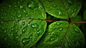 Green leaves, Wet, Rain drops, Water drops, Closeup, Macro, Greenery, Pattern, High Dynamic Range, Fresh, HDR, 4K wallpaper