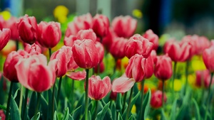 Pink Tulips, Flower garden, Greenery, Blossom, Bloom, Floral, 4K wallpaper