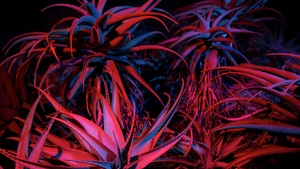 macOS Big Sur, Night, Plant, Stock, 4K wallpaper