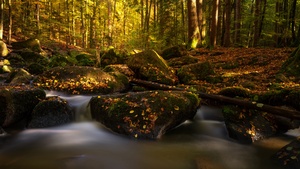 Forest, Water Stream, Autumn, Fall Foliage, Autumn leaves, Bavaria, Germany, Mossy rocks, 4K wallpaper