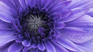 Violet flowers, Closeup, Macro, Water drops, Dew Drops, Blossom, Bloom, Spring, Flora, Petals, 4K wallpaper