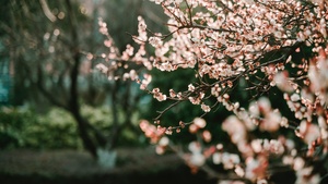 Cherry blossom, Bokeh, Blur background, Selective Focus, Pink flowers, Spring, 4K wallpaper