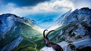 Goat, Landscape, Valley, Clouds, Sunlight, Scenic, 4K wallpaper