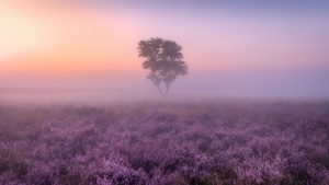 Lavender fields, Purple, Foggy, Landscape, Tree, Sunrise, Aesthetic, 4K wallpaper