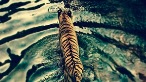 Tiger, Walking, Top View, Water ripples, Texture, Big cat, Predator, Carnivore, 4K wallpaper