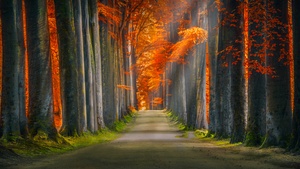 Forest path, Trunks, Trees, Woods, Autumn leaves, Road, Sun rays, 4K wallpaper