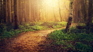 Forest path, Sunlight, Trees, Woods, Autumn, 4K wallpaper