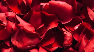 Red Rose, Rose Petals, Floral, Red background, 4K wallpaper