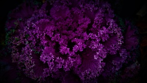 Dark background, Pattern, Beautiful, Floral, Purple Flowers, 4K wallpaper