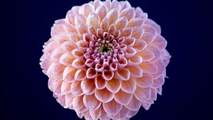 Chrysanthemum flowers, Pink flower, Dark background, Closeup, Macro, Blossom, Bloom, Spring, Dew Drops, Pattern, Flora, 4K wallpaper