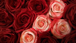 Red Roses, Floral Background, Closeup, Blossom, Bloom, Spring, Beautiful, 4K wallpaper