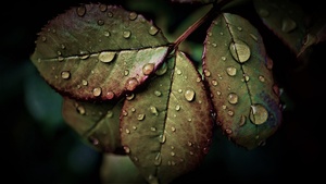 Wet Leaves, Rainy Weather, Water drops, Closeup, Macro, Rain drops, HDR, Pattern, 4K wallpaper