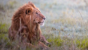 Lion, Predator, Grass field, 4K wallpaper