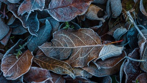 Frozen Leaves, Winter, Dry Leaves, Foliage, Leaf Background, 4K wallpaper