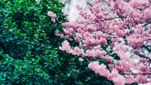 Cherry blossom, Green leaves, Pink flowers, Spring, Beautiful, Greenery, 4K wallpaper