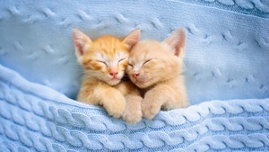 Cute Kittens, Sleeping, Together, Adorable, 4K wallpaper
