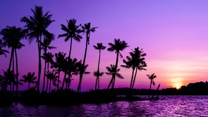 Clear sky, Palm trees, Scenery, Sky view, 4K wallpaper