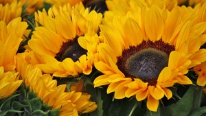 Sunflowers, Blossom, Spring, Floral Background, Yellow flowers, Closeup, Macro, Beautiful, Flower garden, Bright, Petals, 4K wallpaper