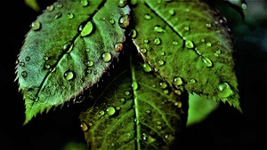 Green leaves, Pattern, Water drops, Dew Drops, Closeup, Macro, Fresh, Wet Leaves, Greenery, Dark background, 4K wallpaper