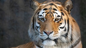 Bengal Tiger, Portrait, Closeup Photography, 4K wallpaper