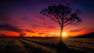 Sunset, Orange sky, Landscape, Purple, Clouds, Tree, Silhouette, 4K wallpaper
