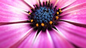 Pink Daisy, Closeup, Macro, Pink flowers, Spring, Blossom, Bloom, Petals, Selective Focus, Flora, Pattern, 4K wallpaper