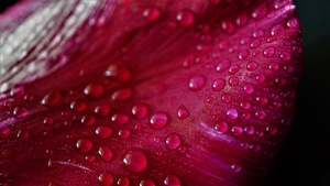 Tulip flower, Closeup, Macro, Water drops, Dew Drops, Spring, Vibrant, Pattern, Beautiful, 4K wallpaper