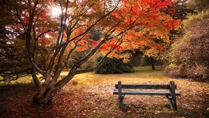 Maple trees, Autumn leaves, Wooden bench, Beautiful, Scenery, 4K wallpaper