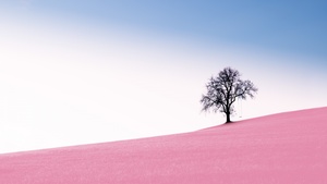 Solitude Tree, Clear sky, Landscape, Surreal, Desert, Swing, Scenery, 4K wallpaper