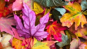 Maple leaves, Purple leaf, Leaf Background, Fallen Leaves, Texture, Autumn leaves, Seasons, 4K wallpaper