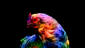 Chicken, Colorful, Black background, AMOLED, 4K wallpaper