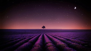 Lavender fields, Night sky, Starry sky, Crescent Moon, Purple aesthetic, Scenery, Lone tree, Serene, Horizon, 4K wallpaper