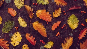 Autumn leaves, Foliage, Fallen Leaves, Leaf Background, 4K wallpaper
