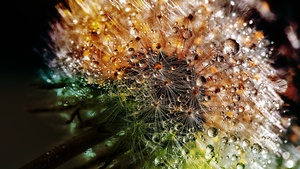 Dandelion flowers, Closeup, Macro, Dew Drops, Colorful, Bokeh, Water drops, 4K wallpaper
