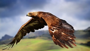 Raptor, Birds of Prey, Flying, Blur background, 4K wallpaper