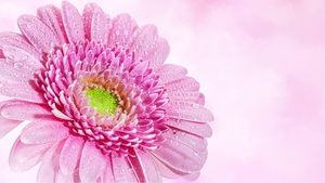 Gerbera Daisy, Pink flower, Water drops, Dew Drops, Closeup, Macro, Pink background, Blossom, Bloom, Spring, 4K wallpaper