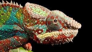 Chameleon, Lizard, Multicolor, Closeup, Macro, Pattern, Black background, AMOLED, HDR, 4K wallpaper