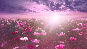 Pink flower, Cosmos, Sunrise, Garden, Sky view, Clouds, 4K wallpaper