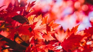 Maple leaves, Red leaves, Selective Focus, Autumn, Blur background, Closeup, 4K wallpaper