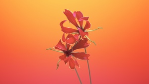 Floral, Gradient background, macOS Mojave, iOS 11, Stock, 4K wallpaper