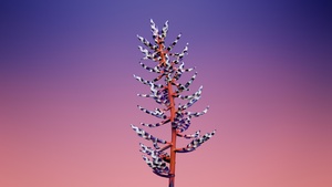 macOS Mojave, Stock, Floral, Gradient background, iOS 11, Aesthetic, 4K wallpaper