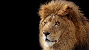Lion, Black background, Stock, 4K wallpaper