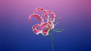 macOS Mojave, Floral, Gradient background, iOS 11, Stock, Girly, Aesthetic, 4K wallpaper