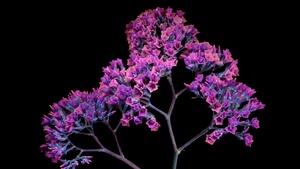 Pink flowers, macOS Mojave, Black background, Girly, Stock, Aesthetic, AMOLED, 4K wallpaper