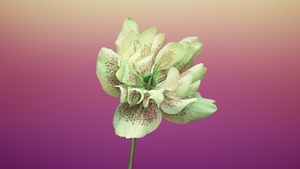 Floral, Gradient background, iOS 11, macOS Mojave, Girly, Stock, 4K wallpaper