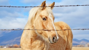 Horse, Closeup Photography, Fence, Portrait, Bokeh, 4K wallpaper